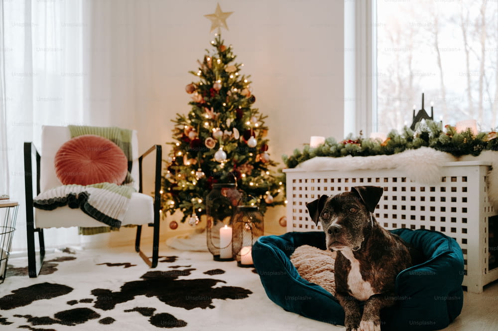 Um cão sentado em uma cama de cachorro em frente a uma árvore de Natal