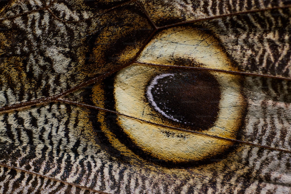 a close up of the eye of a butterfly