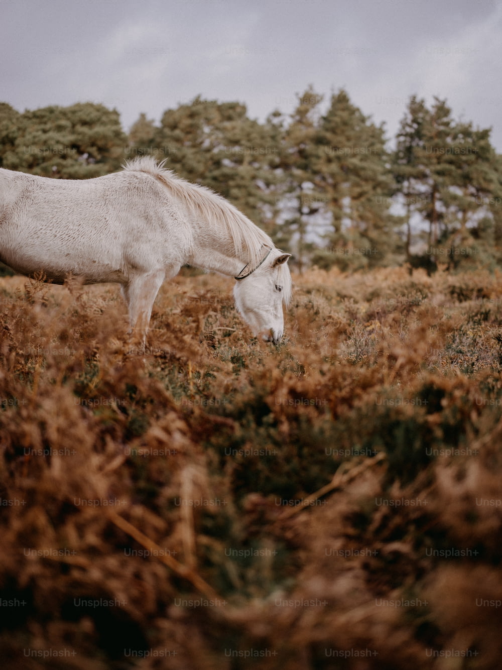 un cheval blanc broutant dans un champ d’herbes hautes