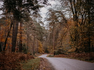 une route au milieu d’une zone boisée