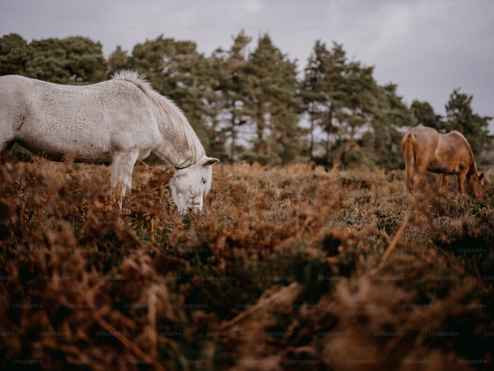 un cheval blanc et un cheval brun bravant dans un champ