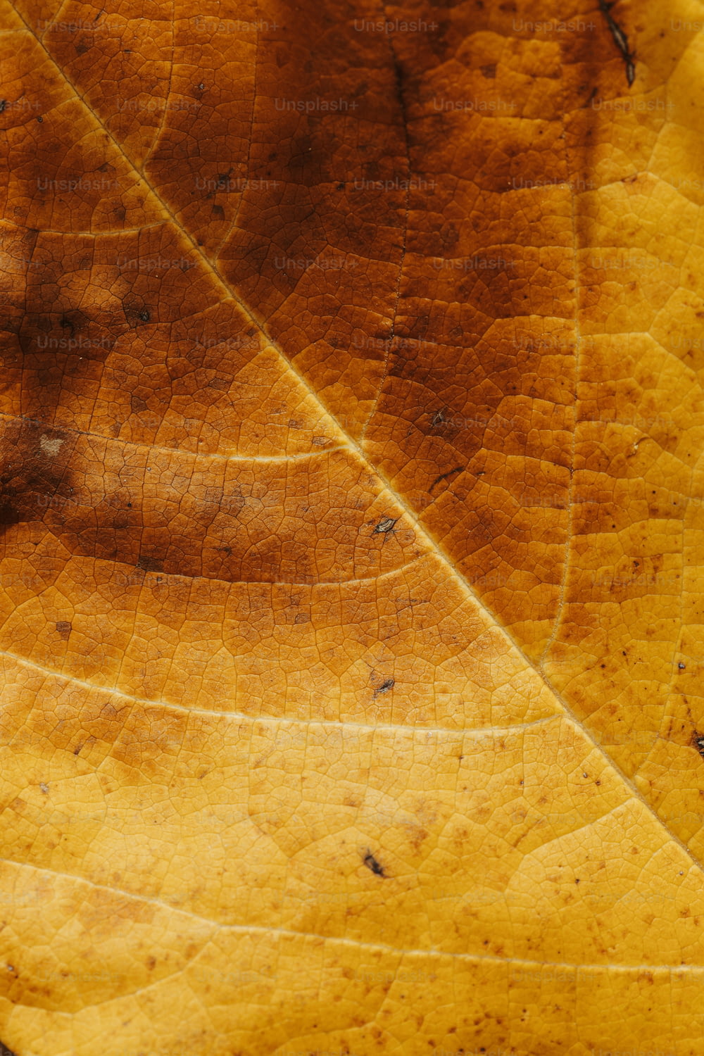 a close up of a yellow leaf with brown spots