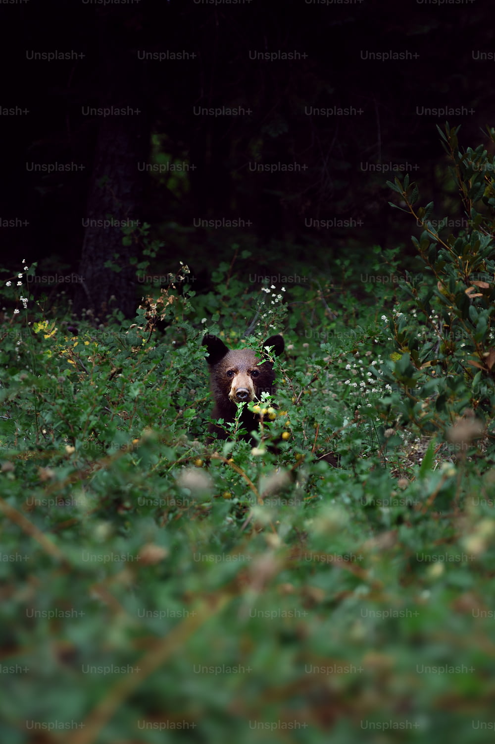 un orso bruno che cammina attraverso una foresta verde lussureggiante