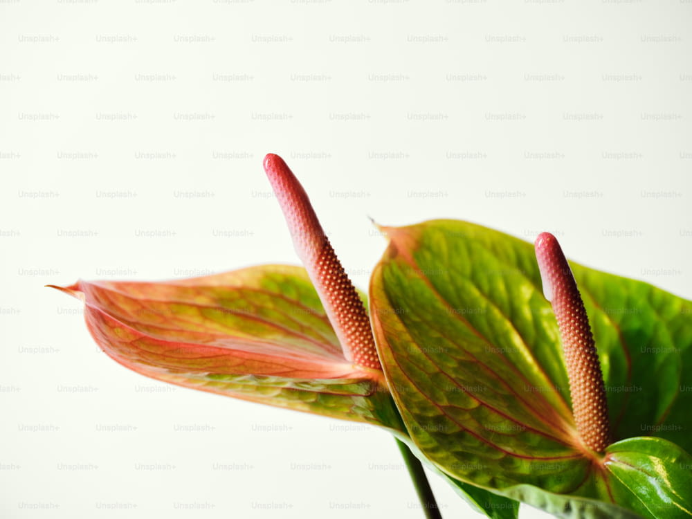 eine Nahaufnahme einer Pflanze mit weißem Hintergrund