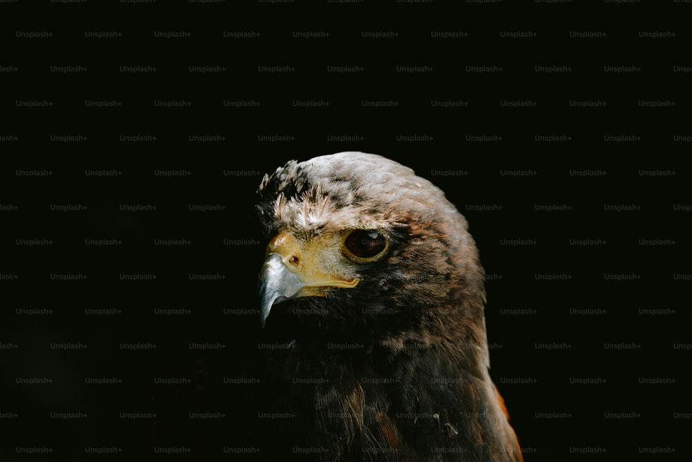 a close up of a bird of prey on a black background