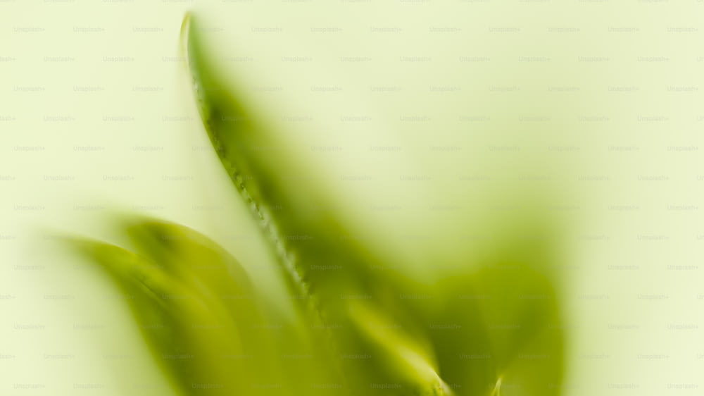 um close up de uma planta verde com um fundo desfocado