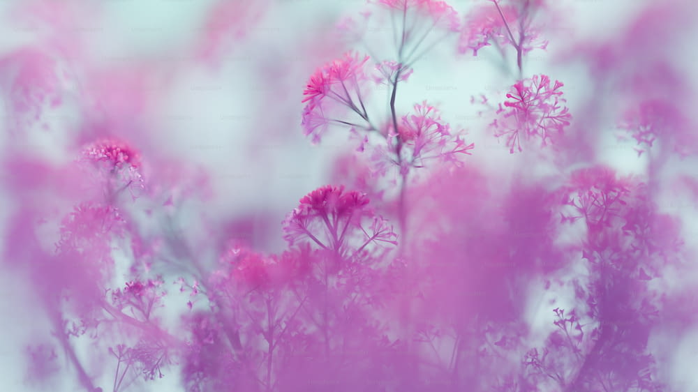 Ein verschwommenes Foto von rosa Blumen vor weißem Hintergrund