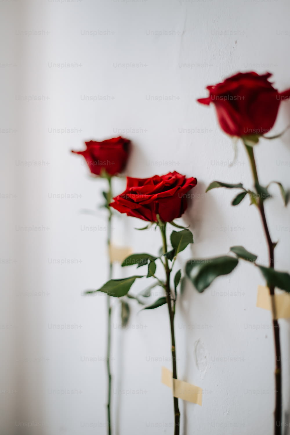 three red roses are placed on a white wall
