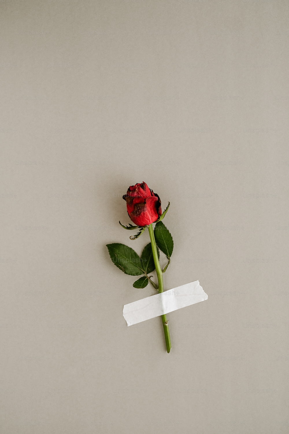 a single red rose with a piece of paper taped to it