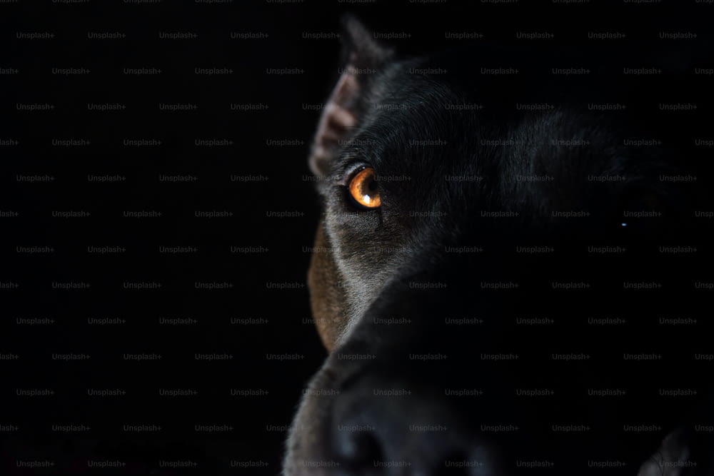 a close up of a dog's face in the dark