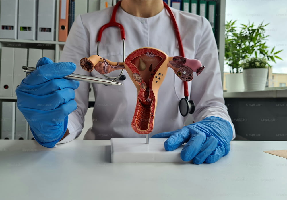 Médecin tenant un utérus factice avec des ovaires à l’université en gros plan. Examen médical de l’appareil reproducteur féminin