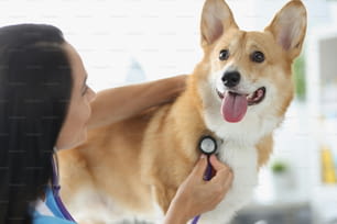 Der Tierarzt hört den kranken Hund mit dem Stethoskop an. Vorbereitung Ihres Hundes auf ein tierärztliches Check-up-Konzept