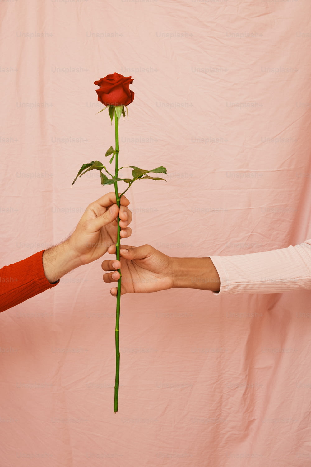 two hands holding a single red rose against a pink background