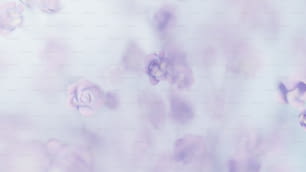 ein verschwommenes Foto von lila Blumen auf weißem Hintergrund