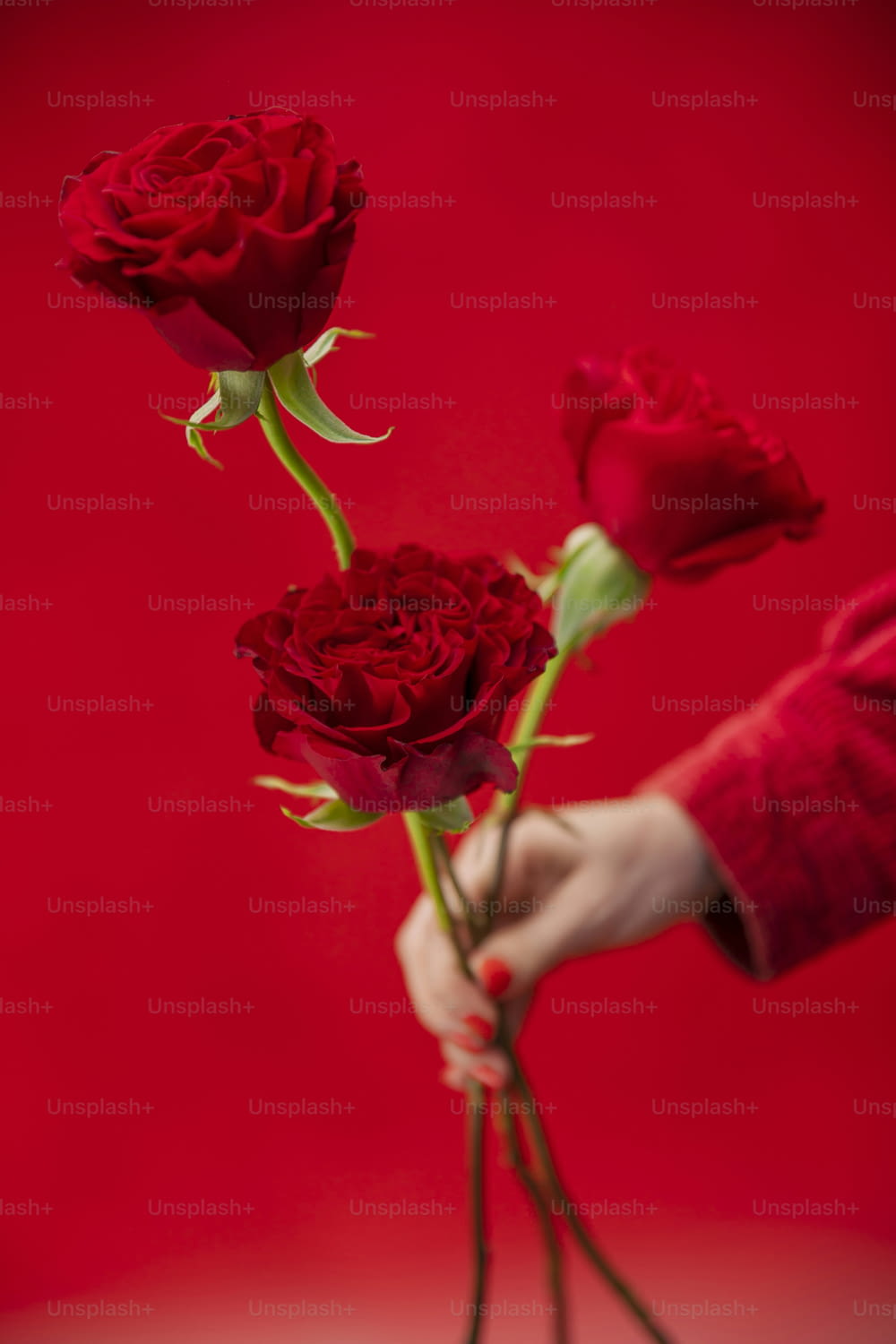 a person holding three red roses in their hand