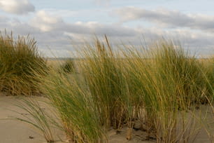 un par de hierbas altas que crecen en la arena