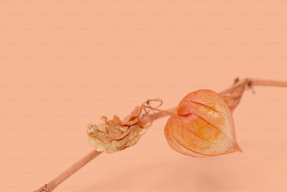 a single flower bud on a pink background