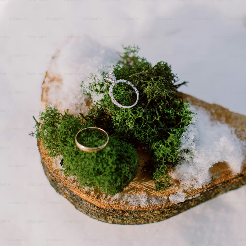 a couple of wedding rings sitting on top of a piece of wood