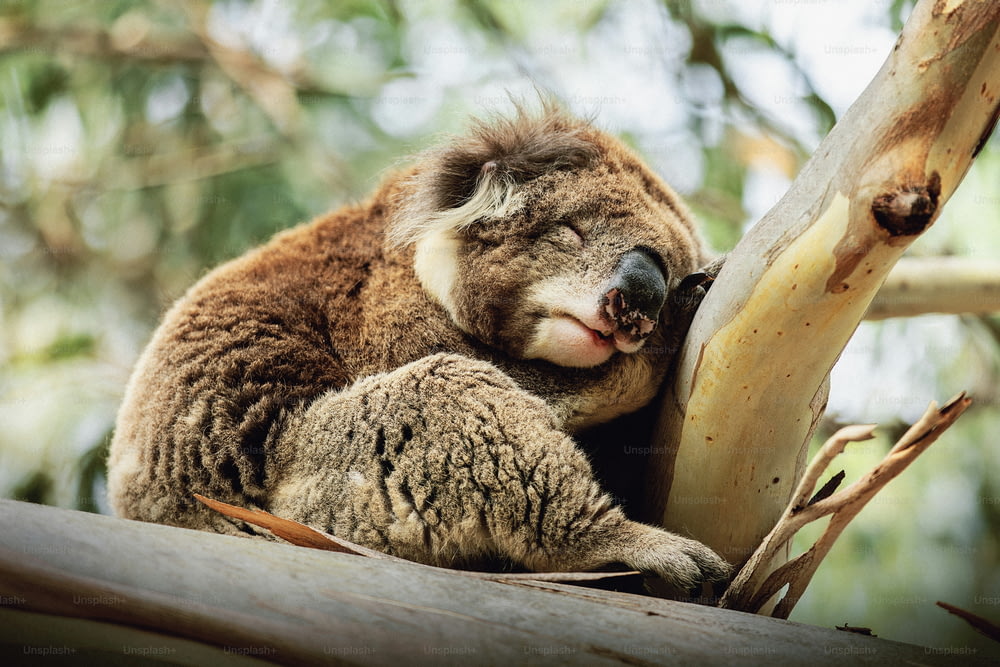 Un koala dormant au sommet d’une branche d’arbre