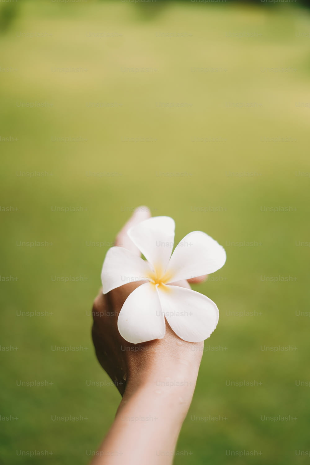 a person holding a white flower in their hand
