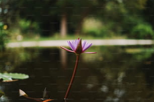池の真ん中に鎮座する紫色の花