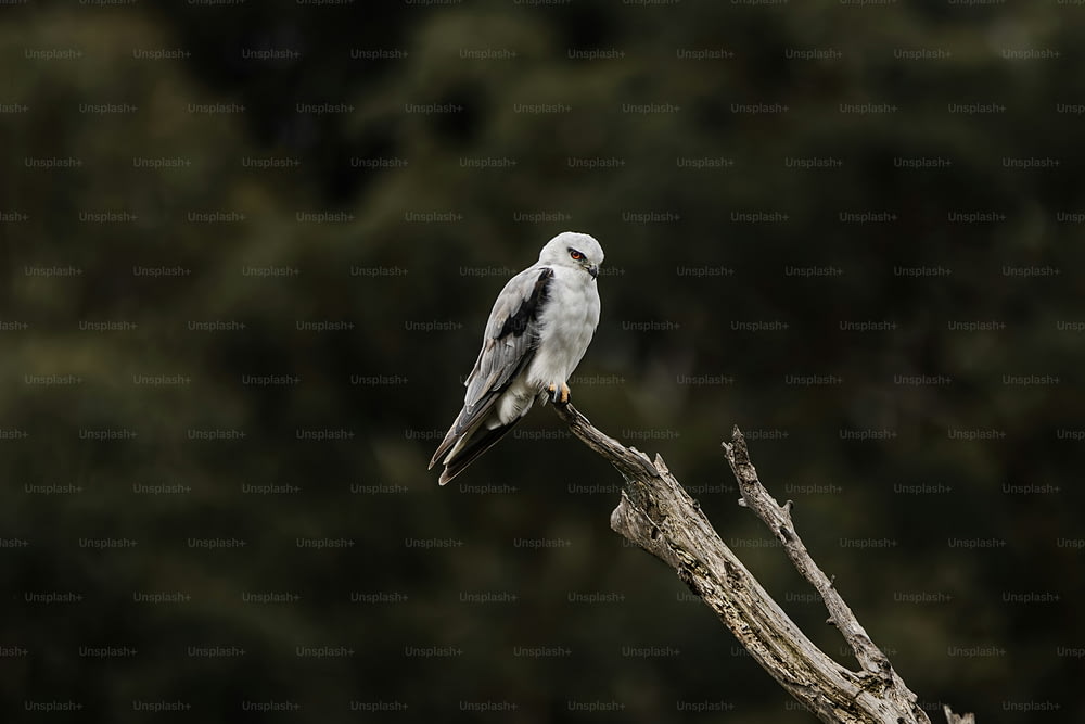 un pájaro blanco sentado en lo alto de la rama de un árbol