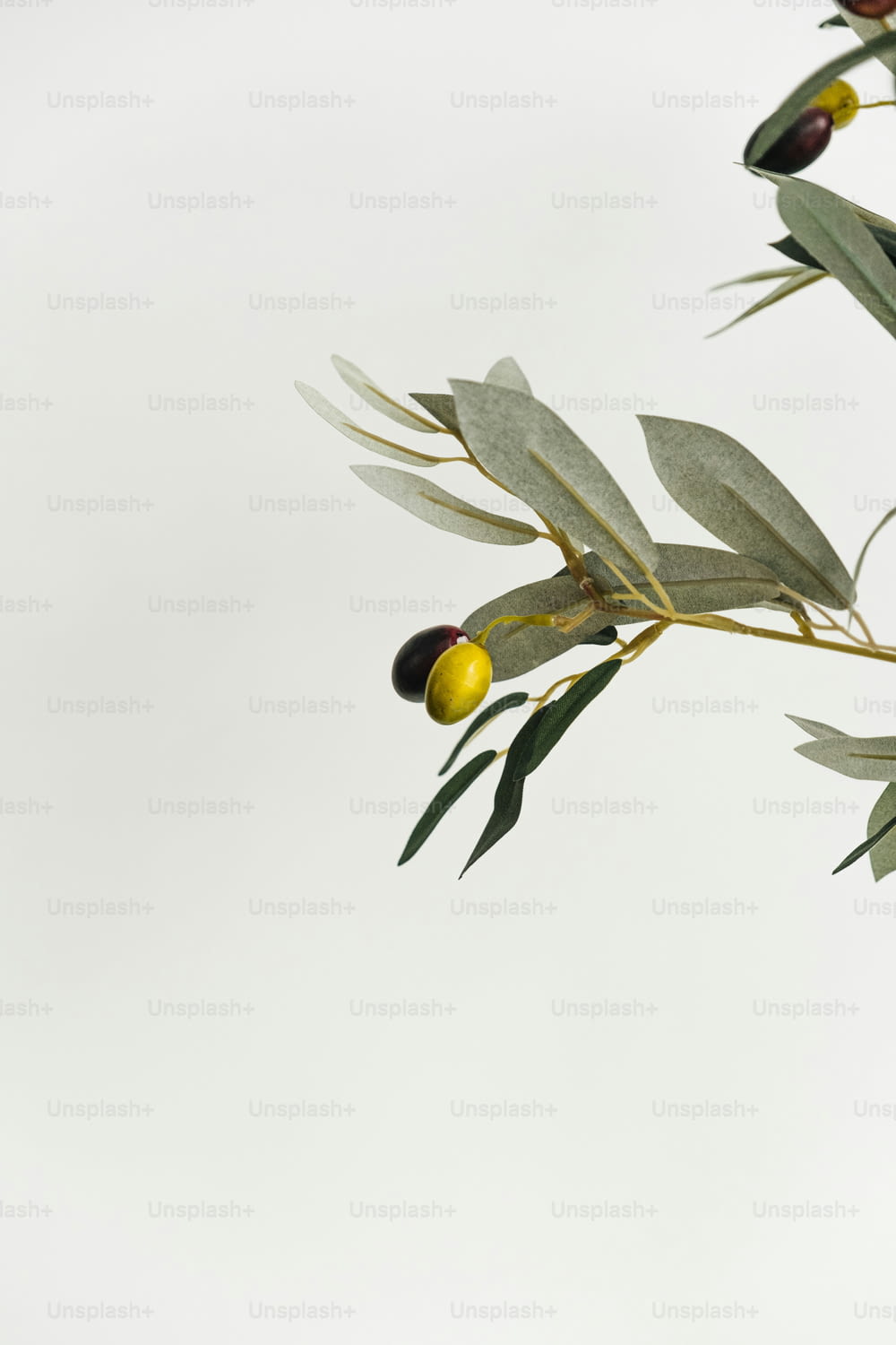 un ramo con olive e foglie su sfondo bianco