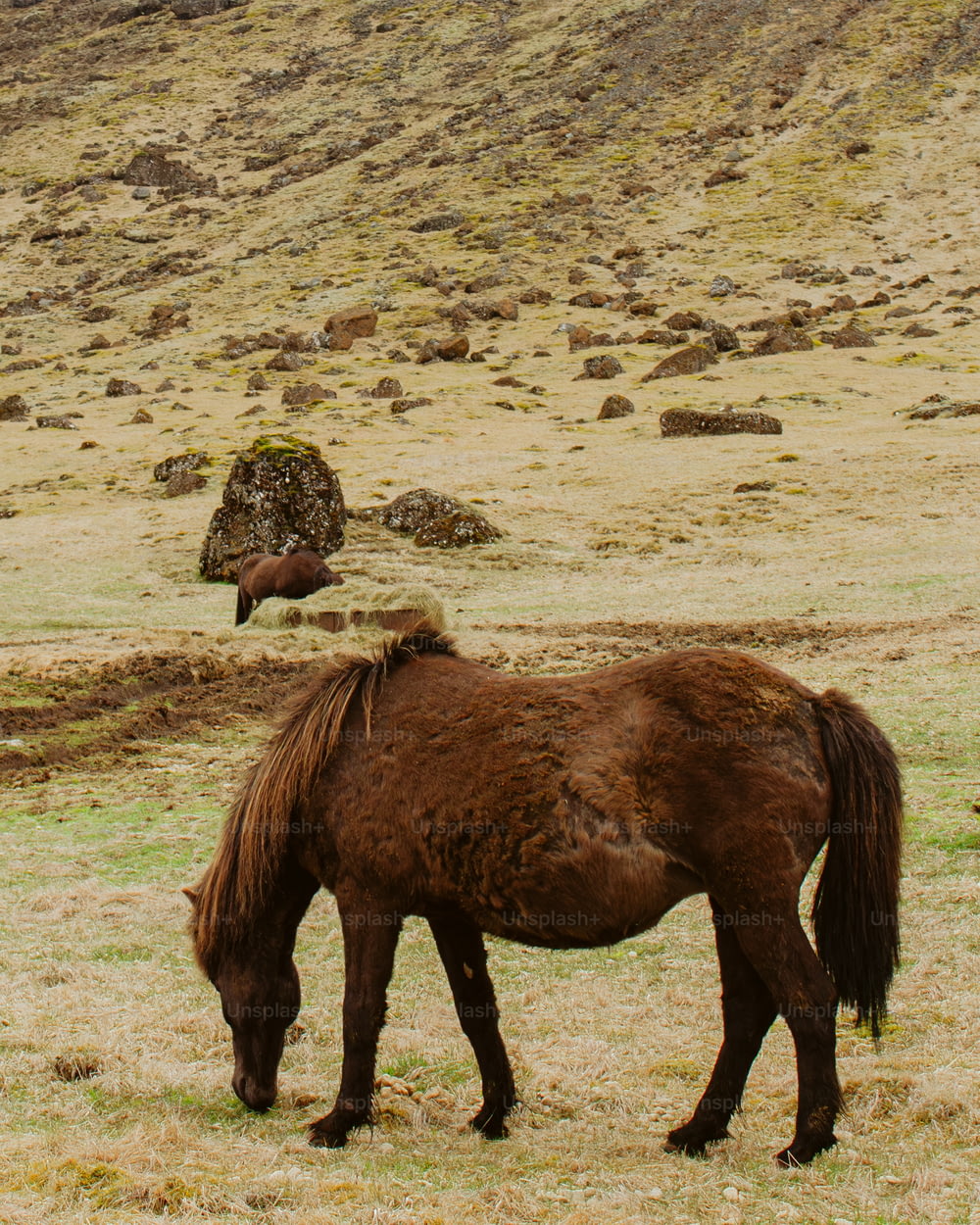 a brown horse eating grass in a field