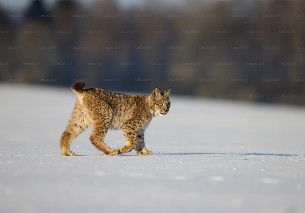 un piccolo gatto che cammina su un campo innevato