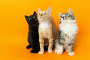 un gruppo di tre gatti seduti uno accanto all'altro