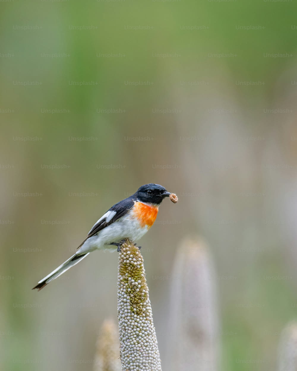 ein kleiner Vogel, der auf einer Blume sitzt