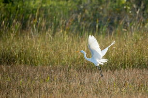 Ein weißer Vogel fliegt über ein trockenes Grasfeld