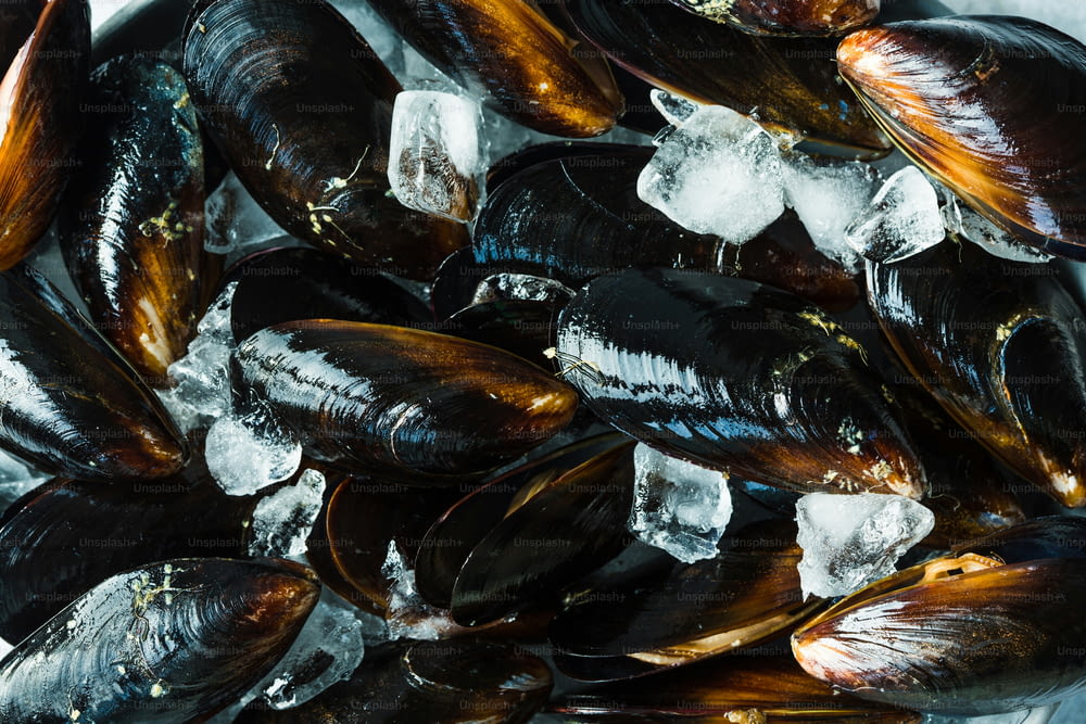 a bunch of mussels sitting on top of ice