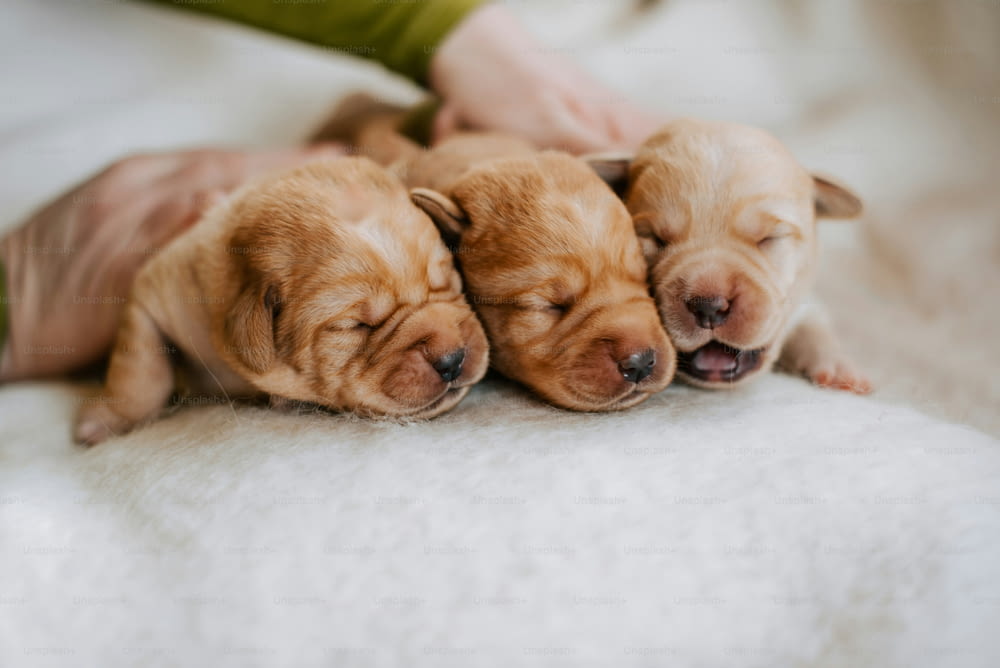 tre cuccioli dormono in grembo a una persona