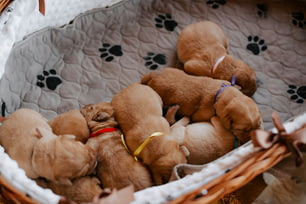 a group of puppies sleeping in a basket