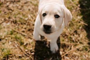 a white dog standing on top of a grass covered field