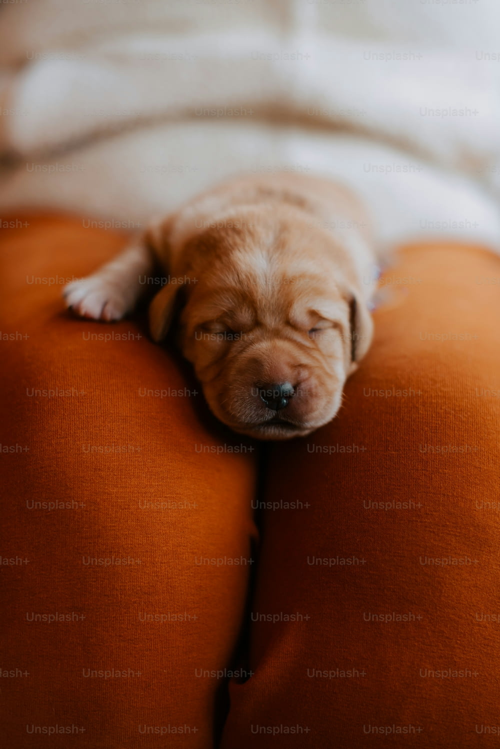 a puppy sleeping on top of a couch