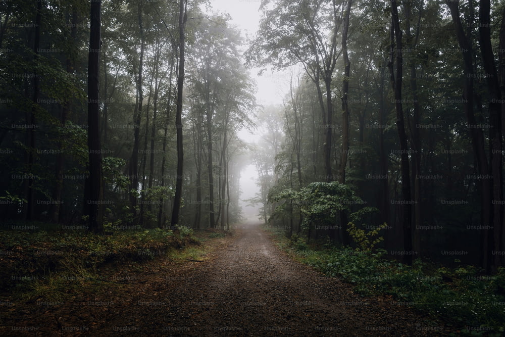 ein Feldweg mitten im Wald