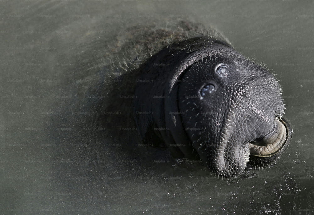 a close up of a baby elephant in the water