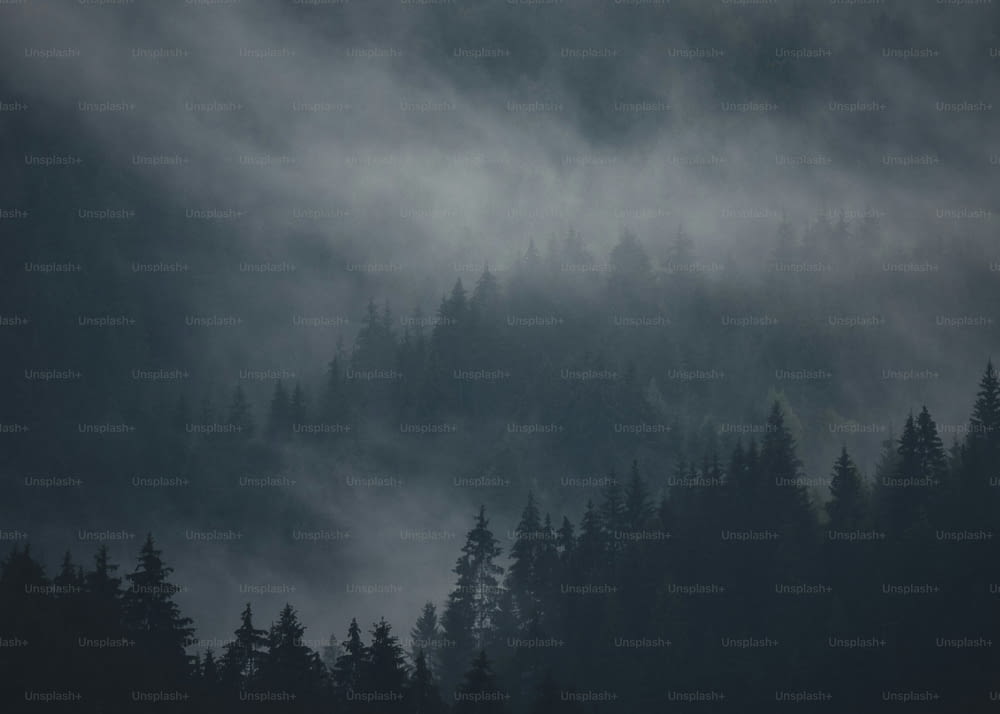 une forêt brumeuse avec des arbres au premier plan