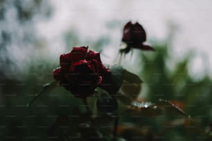 um close up de uma rosa vermelha com gotículas de água sobre ela