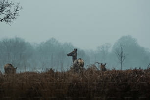 a herd of deer standing on top of a grass covered field