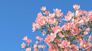 fiori rosa su uno sfondo di cielo blu