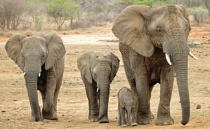 Un grupo de elefantes caminando por un campo de tierra