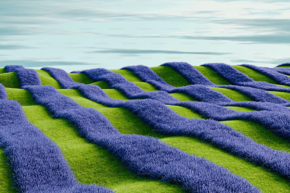 a field of purple flowers with a sky background