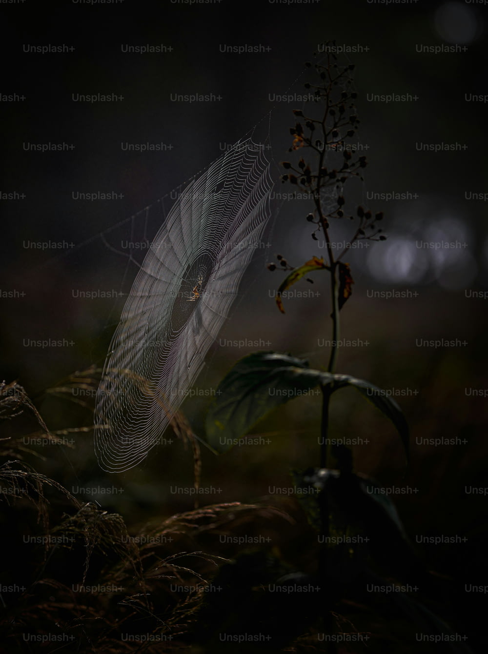 a spider web on a plant in the dark
