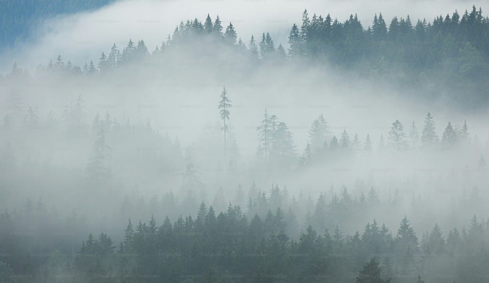 ein Wald mit Nebel und niedrig liegenden Bäumen
