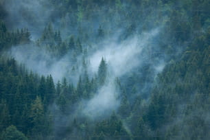 ein Flugzeug, das über einen in Nebel gehüllten Wald fliegt