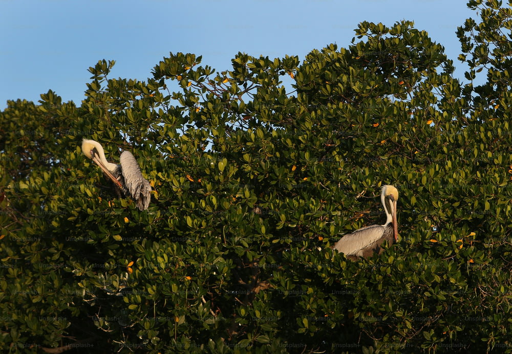 two large birds sitting in the branches of a tree