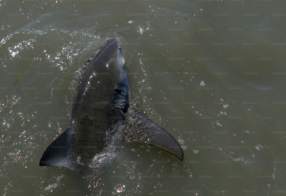 a large gray shark swimming in a body of water